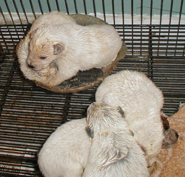 Sleeping in Food Dish 2-26